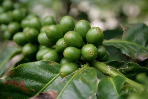 Green-Coffee-Beans